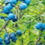Knooploos tuinnet - 22mm 12x12 blauw