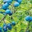 Tuinnet blauw per m2 op maat gesneden