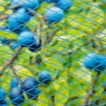 Knooploos tuinnet - 22mm 16x16 blauw