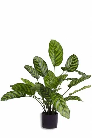 Greenmoods Kunstplant Calathea Makoyana 60 cm