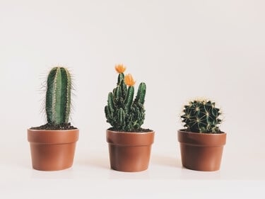 Verplicht neus ga verder Nep cactus: de trend van nu! | Easyplants kunstplanten - Easyplants