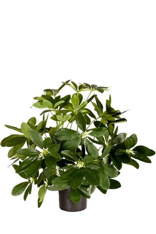 Greenmoods Kunstplant Baby Schefflera 45 cm