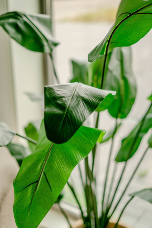 Kunstplant Strelitzia Deluxe 180 cm - Easyplants