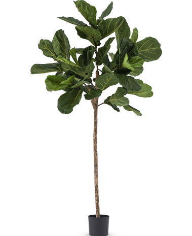 Greenmoods Kunstplant Fiddle Leaf 225 cm