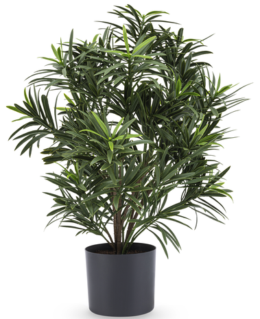 Greenmoods Kunstplant Podocarpus 47 cm