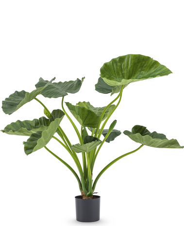 Greenmoods Kunstplant Alocasia Calioora 80 cm