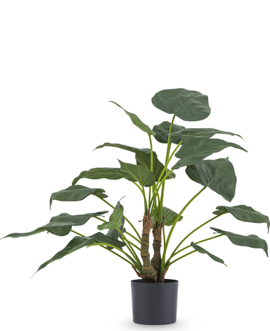 Greenmoods Kunstplant Alocasia Cucullata 53 cm