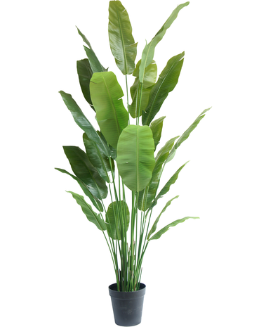 Greenmoods Kunstplant Strelitzia Nicolai Deluxe 235 cm