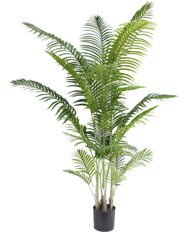 Greenmoods Kunstplant Phoenix 210 cm