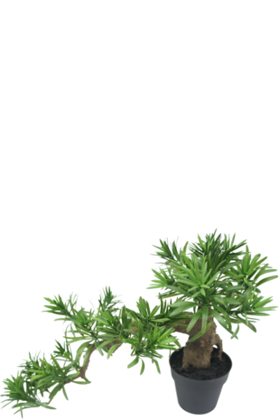 Greenmoods Kunst Podocarpus Bonsai 52 cm