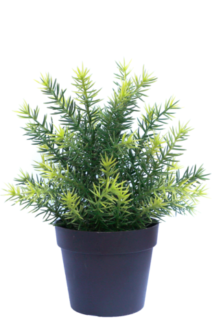 Kunstplant Asparagus in pot 23 cm UV