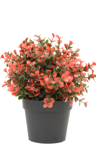 Kunstplant Buxus rood in pot 19 cm UV