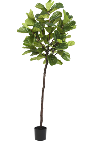 Greenmoods Kunstplant Ficus Tabaksplant Deluxe 215 cm
