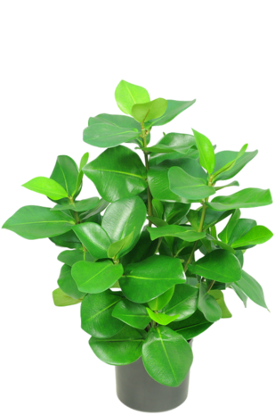 Greenmoods Kunstplant Clusia 45 cm