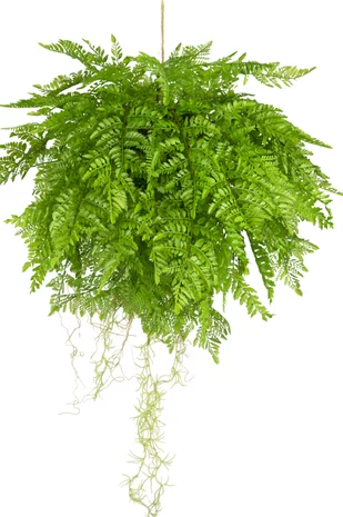 Greenmoods Kunst hangplant Varen met wortels d55 cm met hangsysteem