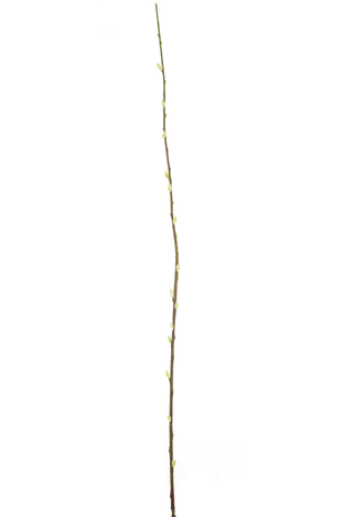 Greenmoods Kunstbloem Salix willow 150 cm