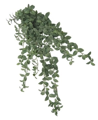 Kunst Fittonia Groen-wit 90cm
