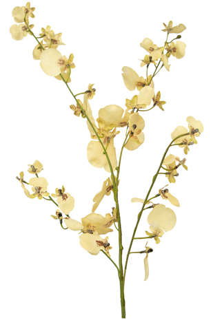 Greenmoods Kunsttak Orchidee 80 cm beige