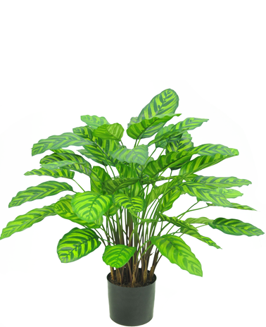 Greenmoods Kunstplant Calathea Makoyana Deluxe 75 cm