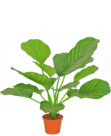 Kunstplant Calathea 46 cm