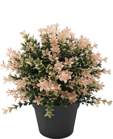 Greenmoods Kunstplant Buxus roze 22 cm UV