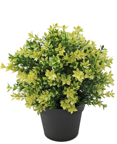 Greenmoods Kunstplant Buxus geel 22 cm UV
