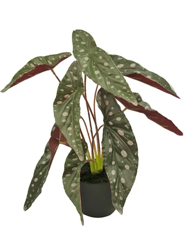 Greenmoods Kunst Begonia 40 cm in sierpot zwart