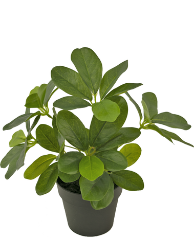 Kunstplant Schefflera 25 cm