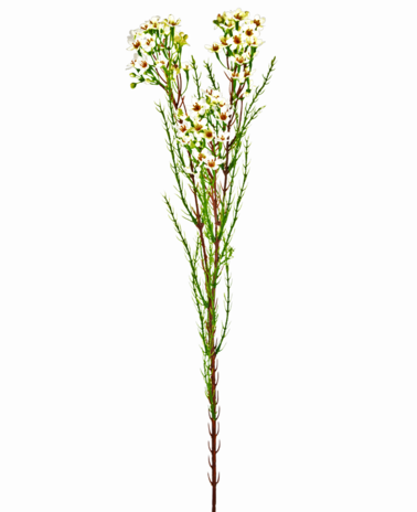 Greenmoods Kunsttak Waxflower 78 cm creme