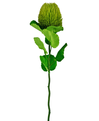 Greenmoods Kunstbloem Banksia 59 cm groen