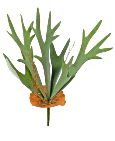 Greenmoods Kunstplant Staghorn 53 cm