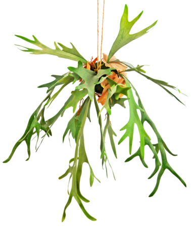 Greenmoods Kunst hangplant Staghorn op bal 89 cm