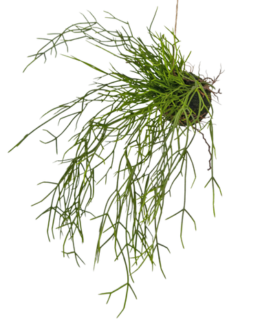 Greenmoods Kunst hangplant Gras op bal 48 cm