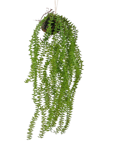 Greenmoods Kunst hangplant Phlegmariurus bal 55 cm