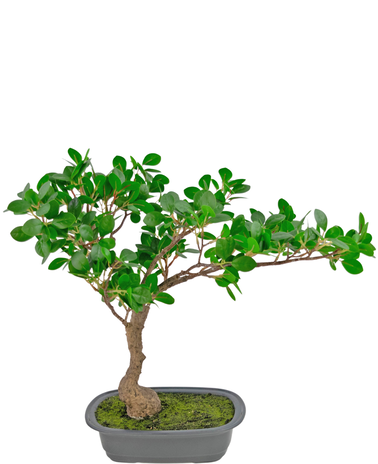 Greenmoods Kunstplant Bonsai Ficus 40 cm