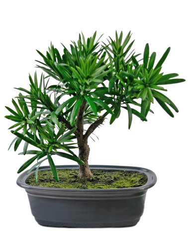 Greenmoods Kunstplant Bonsai Podocarpus 20 cm
