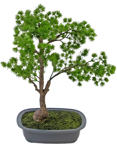 Greenmoods Kunstplant Bonsai Juniper 40 cm