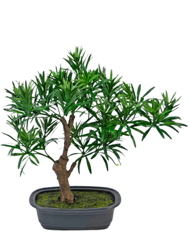 Greenmoods Kunstplant Bonsai Podocarpus 30 cm