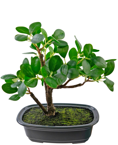 Greenmoods Kunstplant Bonsai Ficus 20 cm