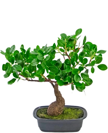 Greenmoods Kunstplant Bonsai Ficus 30 cm