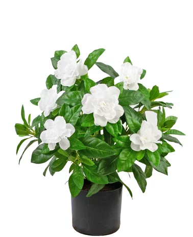 Greenmoods Kunstplant Gardenia 39 cm wit