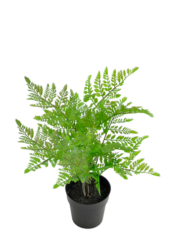 Greenmoods Kunstplant Varen 35 cm