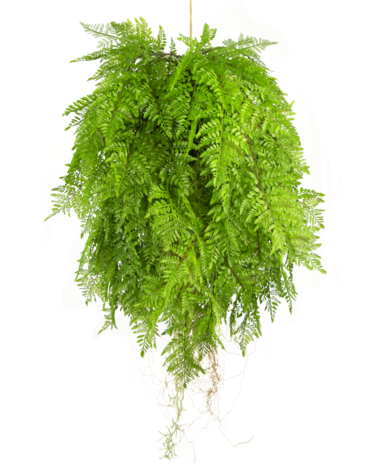 Greenmoods Kunst hangplant Varen met wortels d80 cm met hangsysteem