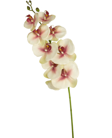 Greenmoods Kunst Orchidee Real Touch Deluxe 105 cm roze/wit