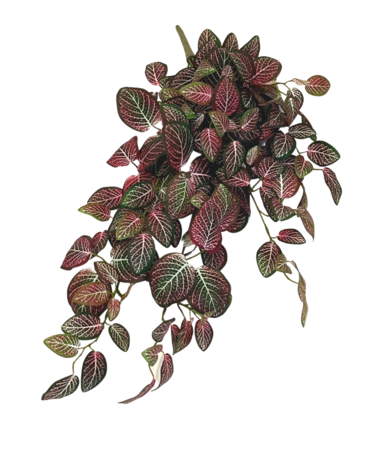 Greenmoods Kunsthangplant Fittonia Rood en wit 70 cm