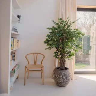 Kunst Ficus