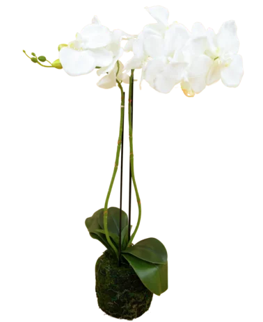 Greenmoods Kunst Orchidee 62 cm wit
