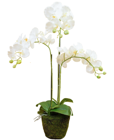 Greenmoods Kunst Orchidee 58 cm wit