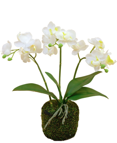 Greenmoods Kunst Orchidee 32 cm wit