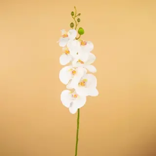 Kunst Orchidee